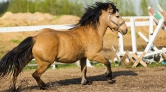 Belorussian horse